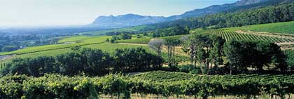 In Klein Constantia liegen Die Rebfl�chen bis zu 300 Meter hoch