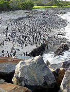 Robben Island: Tausende Pinguine bev�lkern die K�ste der Gef�ngnisinsel